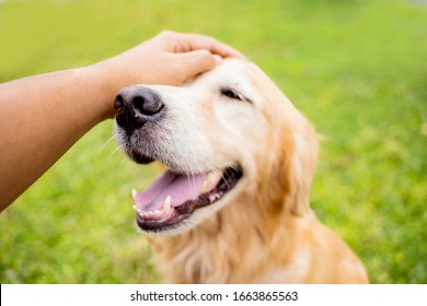 Cute Golden Retriever dog smiles enjoying being caressed by her owner - Powered by Shutterstock