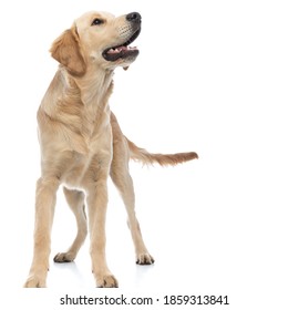 Cute Golden Retriever Dog Sniffing And Searching For Something And Standing Against White Background