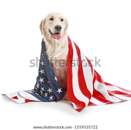 Cute golden retriever dog with USA flag on white background. Memorial Day celebration