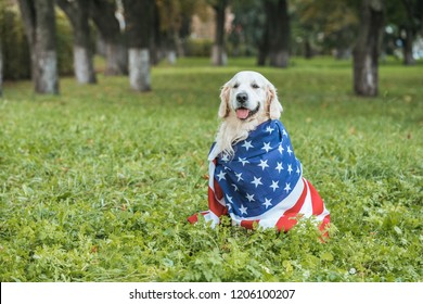 cute golden retriever dog wrapped in american flag sitting on grass in park - Powered by Shutterstock