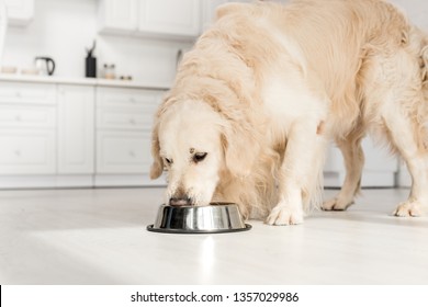 Cute Golden Retriever Eating Dog Food From Metal Bowl In Kitchen 