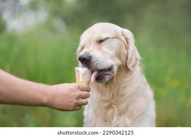 Cute golden retriever eating ice cream in the summer on the grass. Man feeds his dog sweet ice cream cone