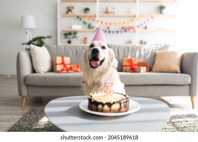 Cute golden retriever in festive hat having birthday, sitting in front of b-day cake with candle, celebrating holiday at home. Adorable pet dog enjoying fun party in living room