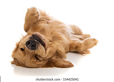 A cute golden retriever laying down comfortably on his back.