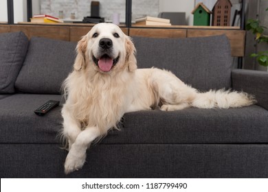 cute golden retriever lying on couch with tv remote control and looking at camera