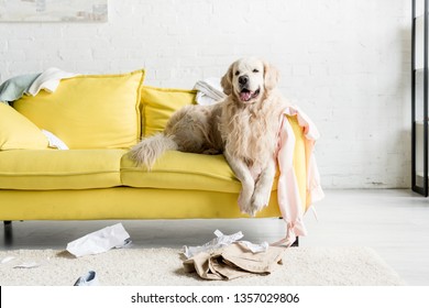 Cute Golden Retriever Lying On Yellow Sofa In Messy Apartment 