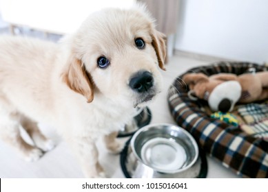 Cute Golden Retriever Puppy, Asking For Food With His Puppy Eyes