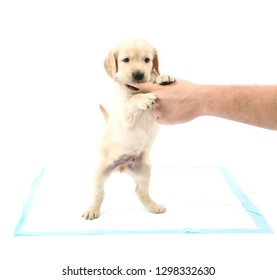 Puppy Biting Hands Images Stock Photos Vectors Shutterstock