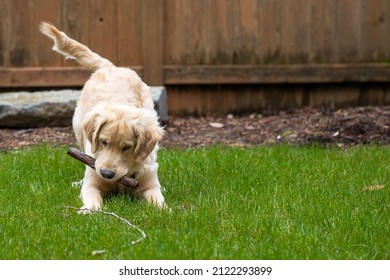 Cute golden retriever puppy dog playing in the back yard on gree
