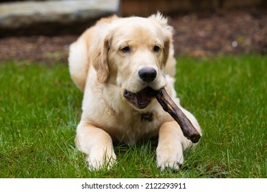 Cute golden retriever puppy dog playing with a stick in his mout