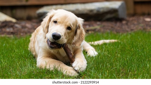 Cute golden retriever puppy dog chewing on a toy stick in the ba - Powered by Shutterstock