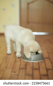  Cute Golden Retriever Puppy Eating Food