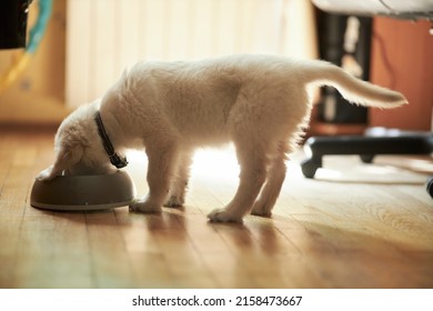 Cute Golden Retriever Puppy Eating Food