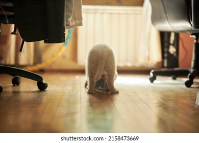 Cute Golden Retriever Puppy Eating Food