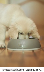 Cute Golden Retriever Puppy Eating Food