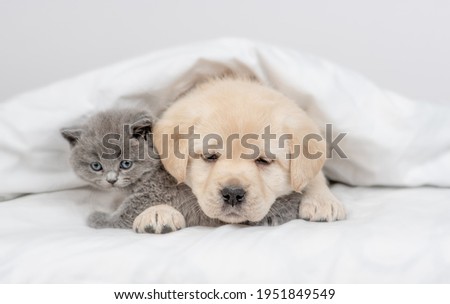 Cute Golden retriever puppy hugs gray kitten under white warm blanket on a bed at home