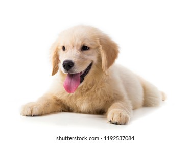 Golden Retriever Dog Isolated Stock Photos Images Photography