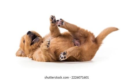 Cute Golden Retriever Puppy isolate on white background. - Shutterstock ID 2226071601