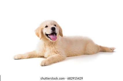 Cute Golden Retriever Puppy Isolate On White Background.