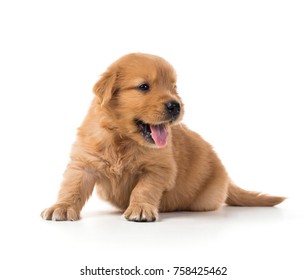 Golden Retriever Puppy Images Stock Photos Vectors Shutterstock