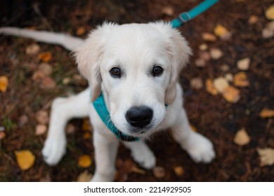 Cute Golden Retriever Puppy Looking At The Camera Sitting On The Ground Outside While On A Walk