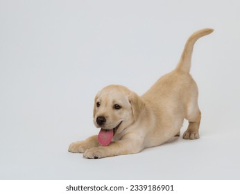 Cute golden retriever puppy lying down facing the camera isolated on background - Powered by Shutterstock