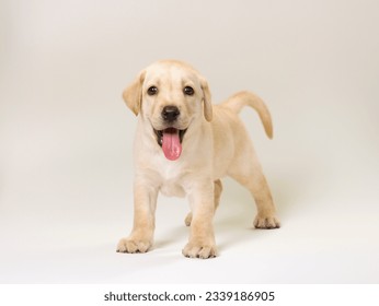 Cute golden retriever puppy lying down facing the camera isolated on background - Powered by Shutterstock