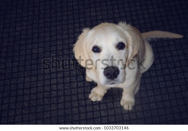 Cute Golden Retriever Puppy On Black Stock Photo Edit Now 1033703146