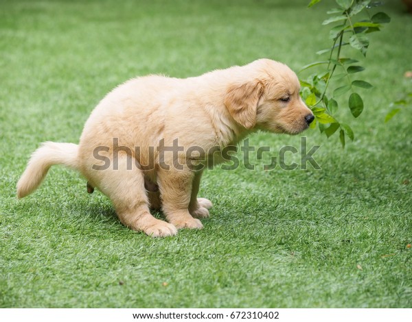 Cute Golden Retriever Puppy Pooping Stock Photo Edit Now 672310402