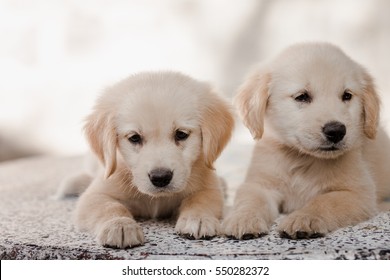 Golden Retriever Puppy Images Stock Photos Vectors Shutterstock