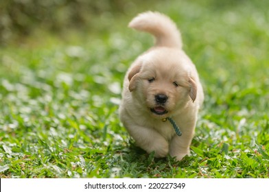 Cute Golden Retriever Puppy Running