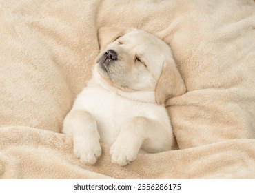 Cute Golden retriever puppy sleeps under warm blanket on a bed at home. Top down view - Powered by Shutterstock