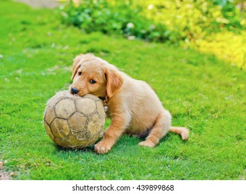 Cute Golden Retriever Puppy with a soccer ball.