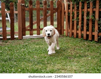 Cute golden retriever puppy three months old running on green grass in backyard garden protected by wooden fence. Dog playing outdoors. 