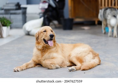 374 Cartoon Golden Retrievers Tongue Images, Stock Photos & Vectors ...