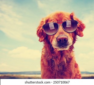 a cute golden retriever toned with a retro vintage instagram filter with sunglasses on