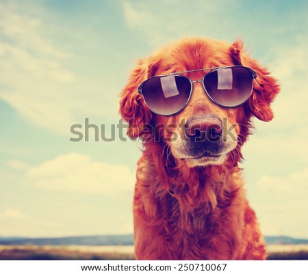 a cute golden retriever toned with a retro vintage instagram filter with sunglasses on