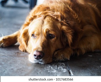 Cute Golden Retriver