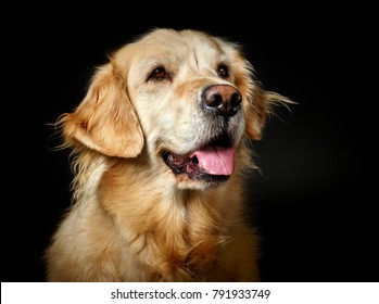 Cute Golden Retriver Dog