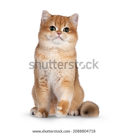 Similar – Image, Stock Photo Cute British shorthair golden cat sitting on wooden surface at home while looking at camera