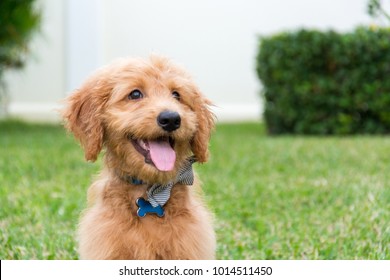 Cute Golden-doodle puppy with bow tie  sitting outdoors with tongue sticking out.