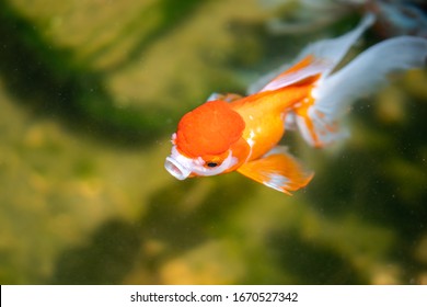 Cute Goldfish Eating Food. Goldfish In The Pool.