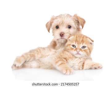 Cute Goldust Yorkshire Terrier Puppy Hugs Tiny Kitten. Isolated On White Background