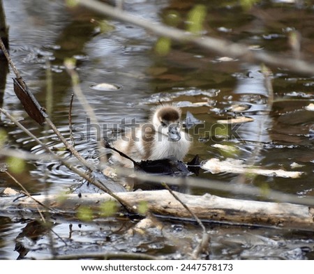 A cute gosling of the Egyptian geese swimming in the water.