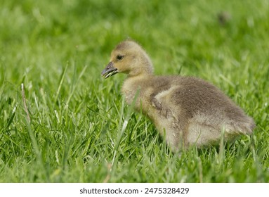 cute gosling on meadow gosling adorable greylag goose baby goose cute gosling green meadow close up gosling - Powered by Shutterstock