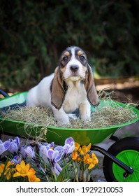 are grand basset griffon vendeen puppies lazy