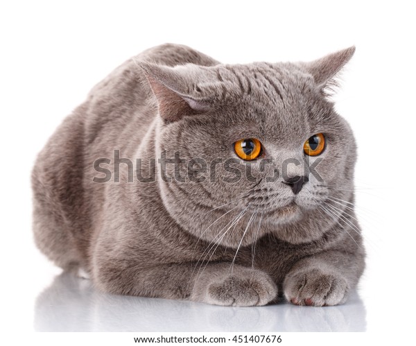 Cute Gray British Shorthair Brown Eyes Stock Image Download Now