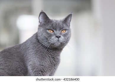 The Cute Gray Cat