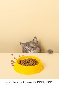 A cute gray cat and a bowl of food on a yellow background. Reaching for his favorite food, little thief. - Shutterstock ID 2133355931