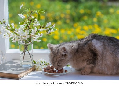 Cute gray cat eats wet food from plate on the windowsill, close up. Healthy cat eats food with appetite